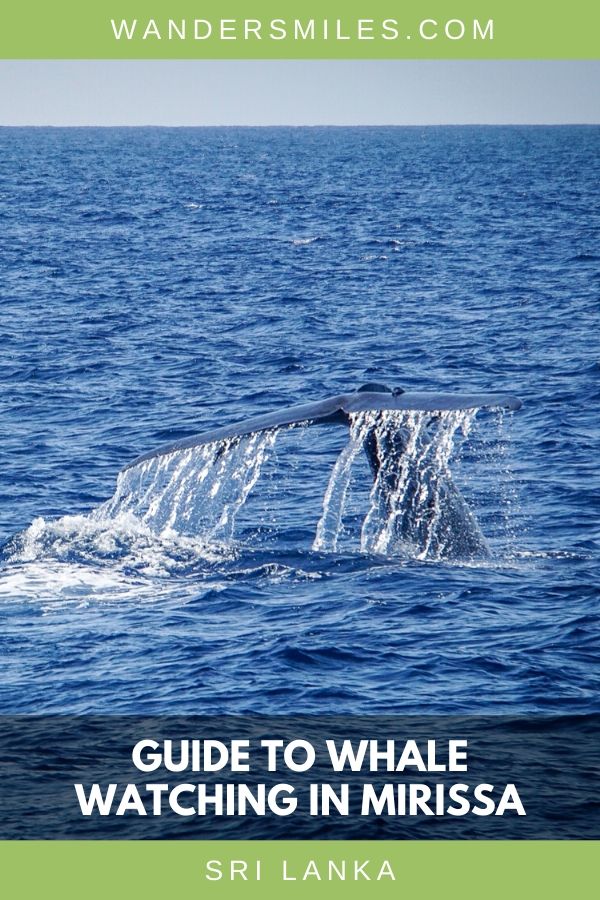 Tips on how to go whale watching in Mirissa – when to visit, where to stay and how to spot the whales