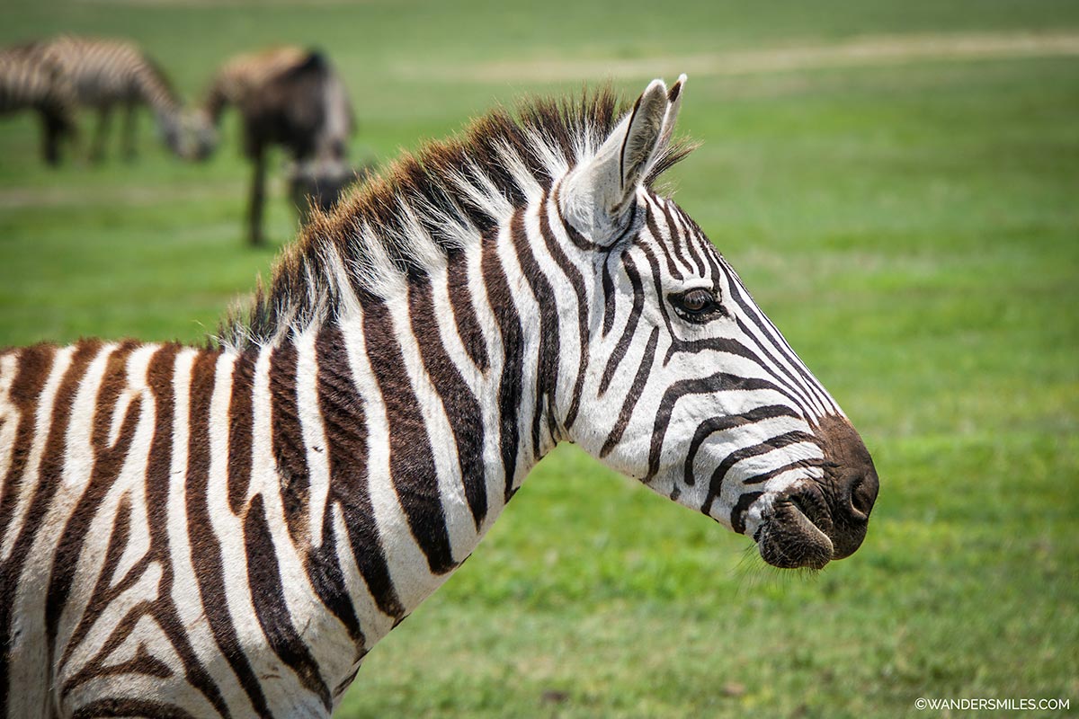 Zebra headshot at Ngorongoro Safari in Tanzania, Africa