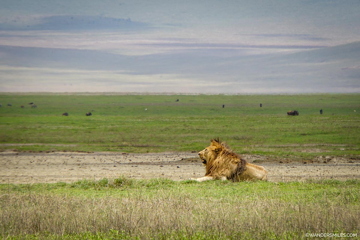 Lion at Ngorongoro Crater, Tanzania