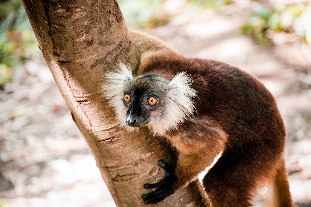 Watch the Black Lemurs on Komba Island, Madagascar | 7 Day Nosy Be Itinerary