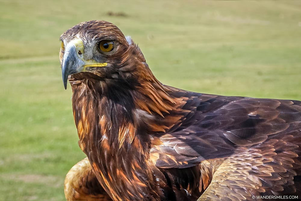 Golden Eagle in Kyrgyzstan