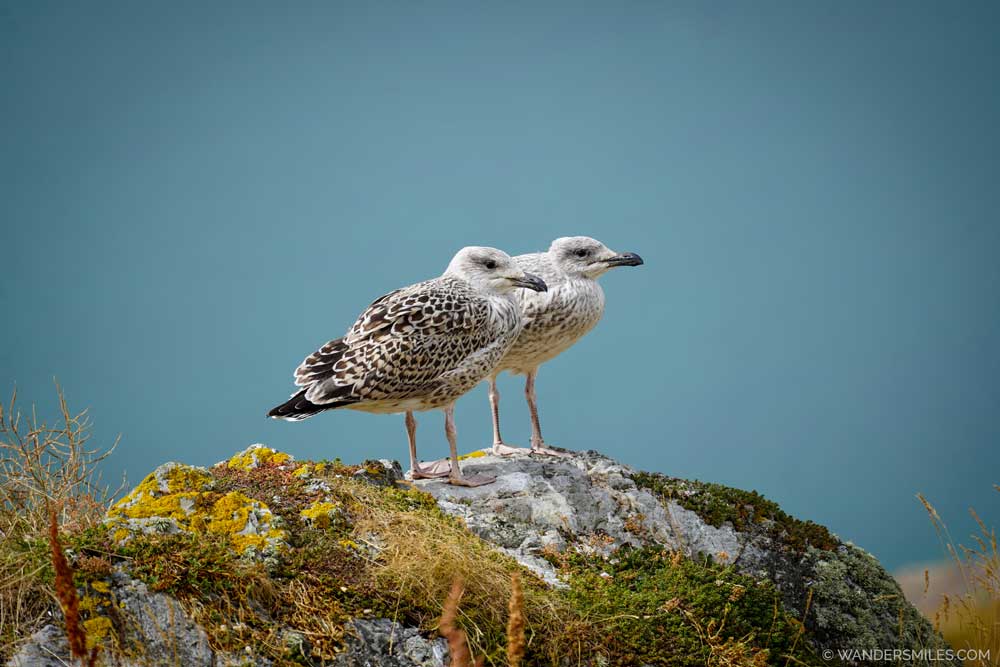 Young Herring Gulls on Ireland's Eye