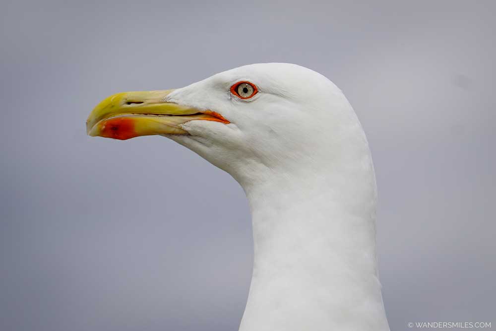 Herring Gull on Ireland's Eye, off Howth