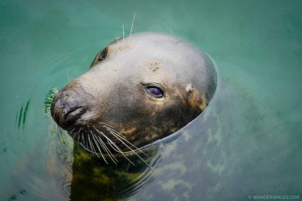 Grey seal in Howth harbour