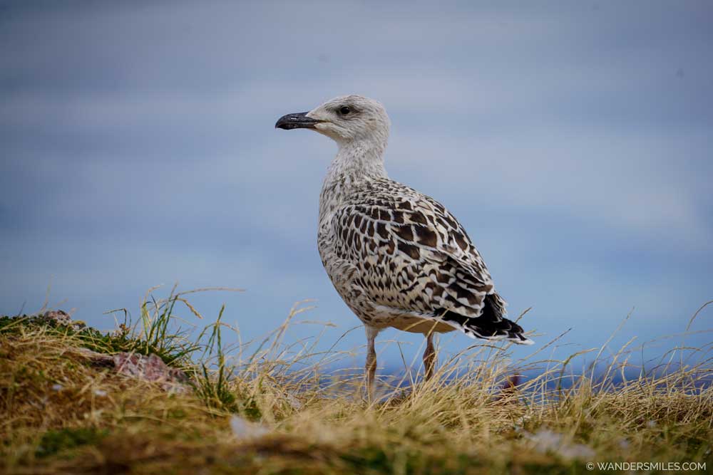 Baby gull on Ireland's Eye, off Howth, Dublin Bay