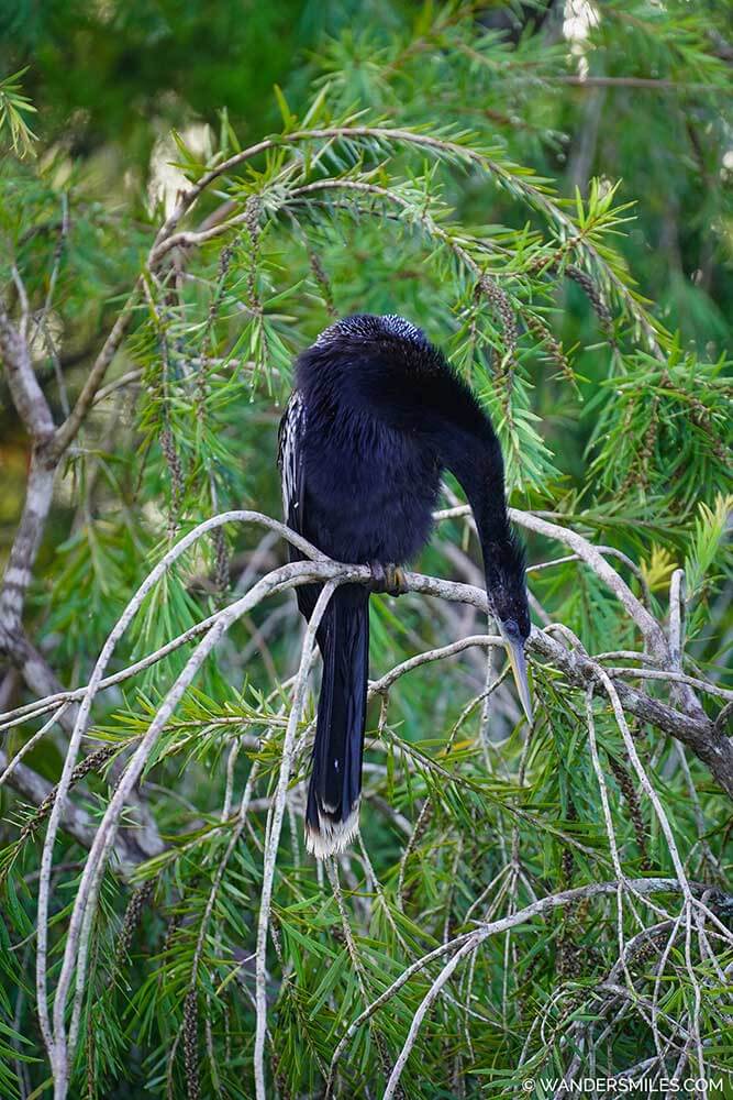 Anhinga bird in Crystal River Florida