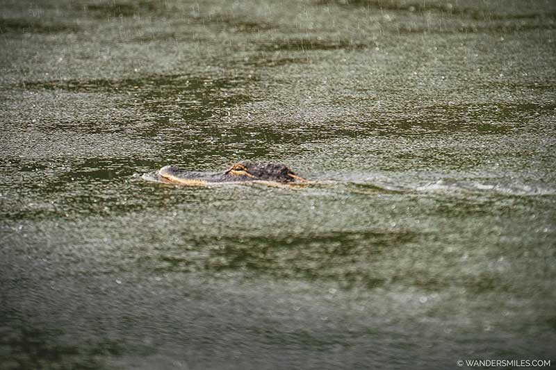 Alligator on airboat tour on Withlacoochee River, Inverness Florida