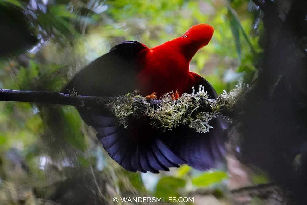 Andean Cock Of The Rocks in Mindo Cloud Forest, Ecuador