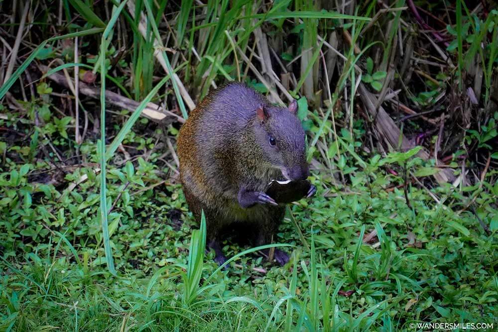 Agouti at El Monte Sustainable Lodge, Mindo Cloud Forest Ecuador