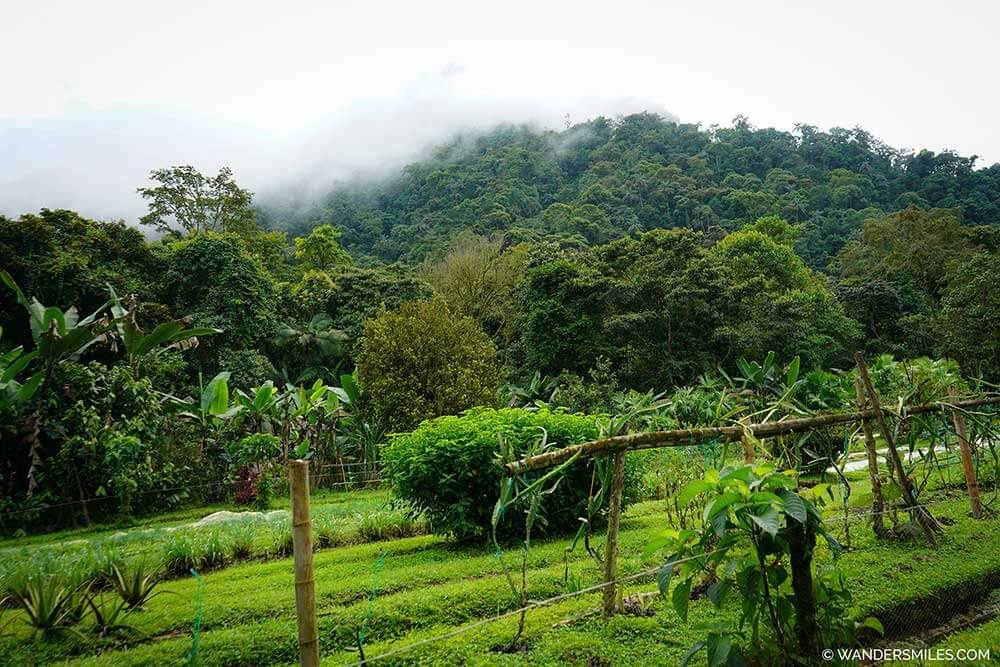 Low-impact, sustainable vegetable garden at El Monte Eco-Lodge, Mindo Cloud Forest Ecuador