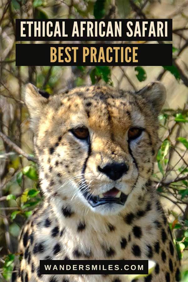 How to Book an Ethical African Safari