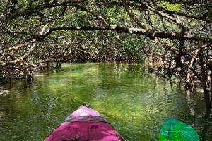Where To See Wildlife in Florida: 25+ Ethical Places To Visit
