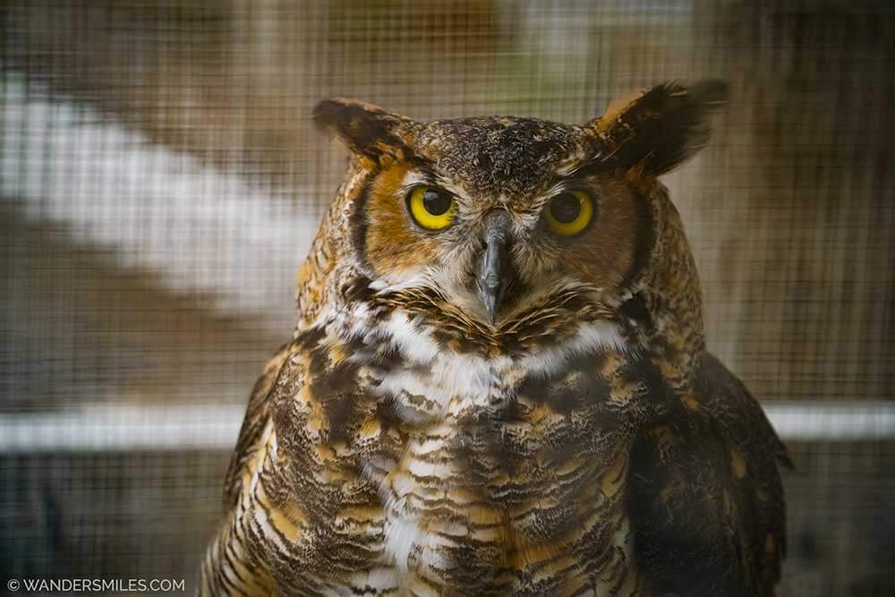 Grace the Great Horned Owl at the Seaside Seabird Sanctuary,Indian Shores FL