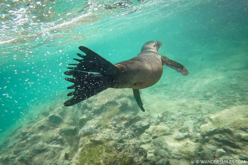 Seal swimming in Concha de Perla, Isabela Island, Galapagos
