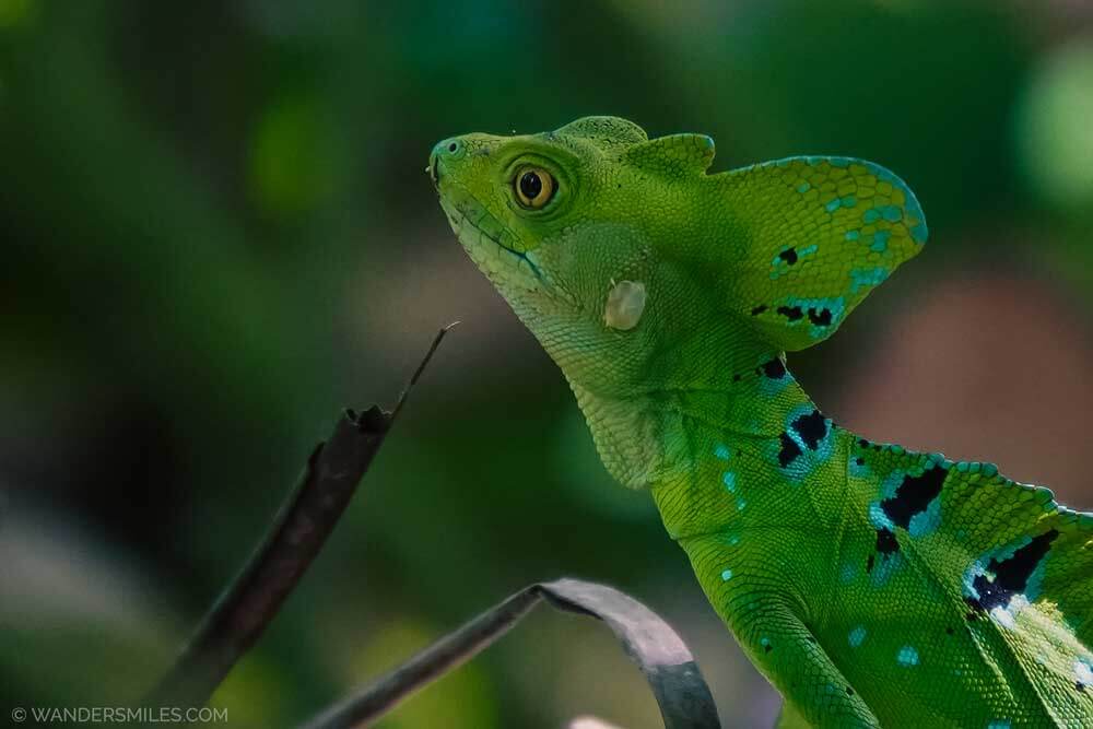 Close-up photo of a green Jesus Christ lizard in Cahuita National Park in Costa Rica