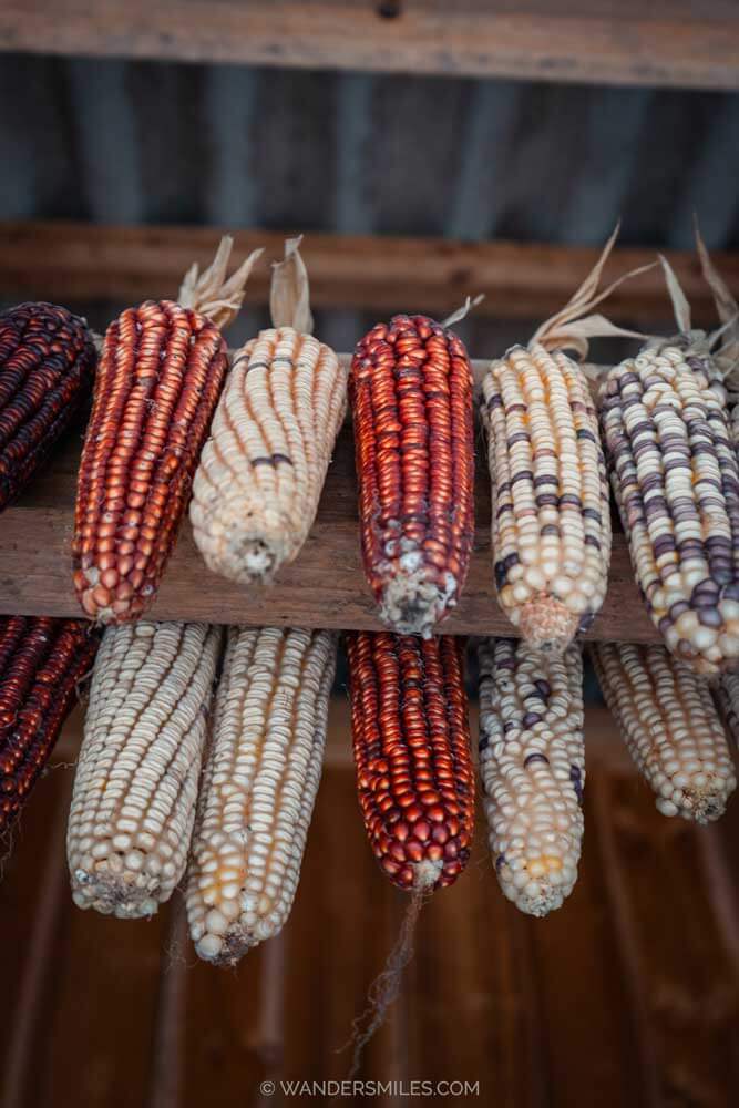 bundles of dried corn hanging from wooden homes for food, and a symbol of abundance before Tet (Lunar New Year)