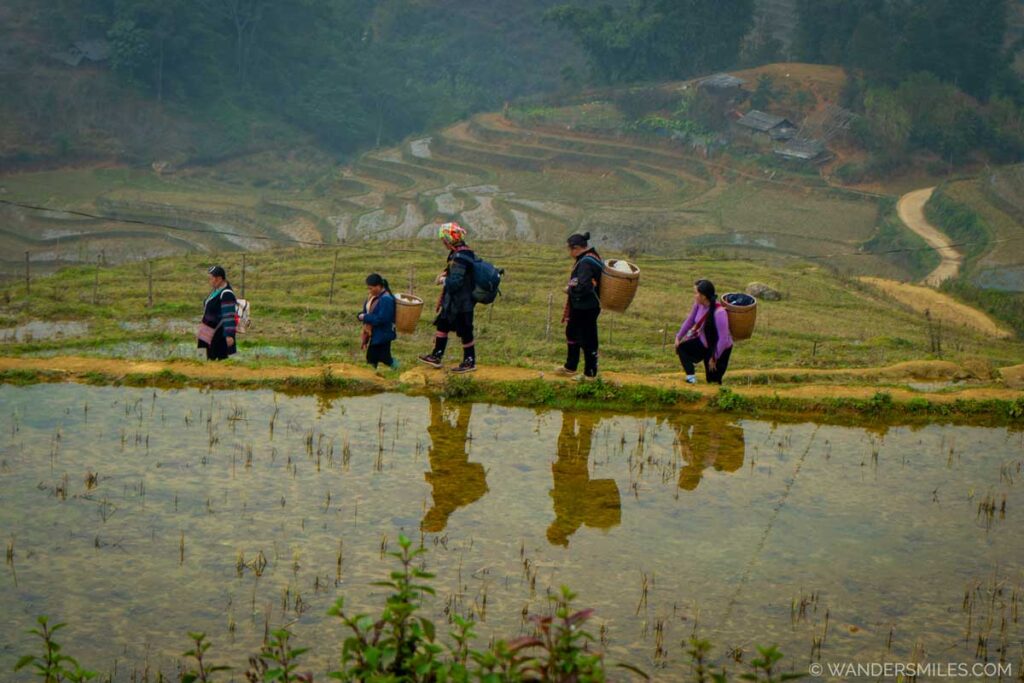 Rice farmers walking along the terraces with the reflection in the water, located in Sapa off the beaten track
