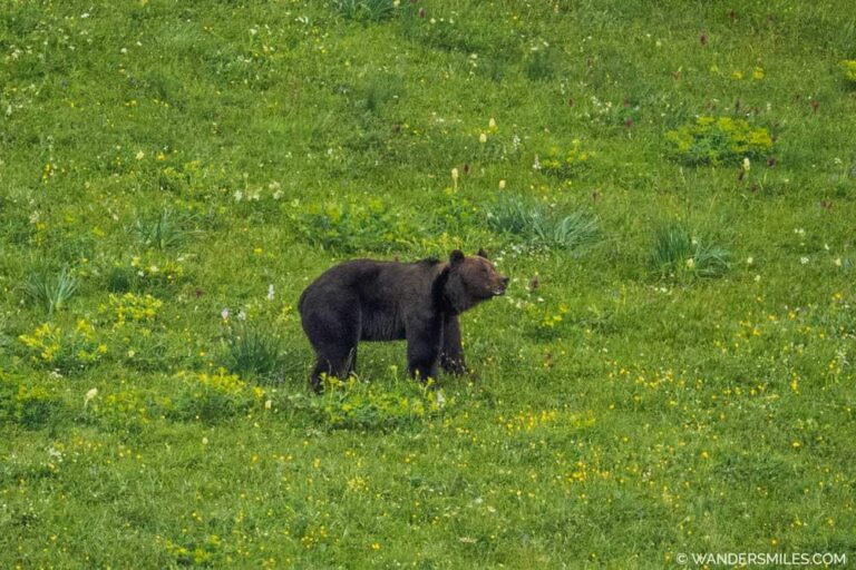 Cantabrian Brown Bear in Someido Natural Park, Asturias