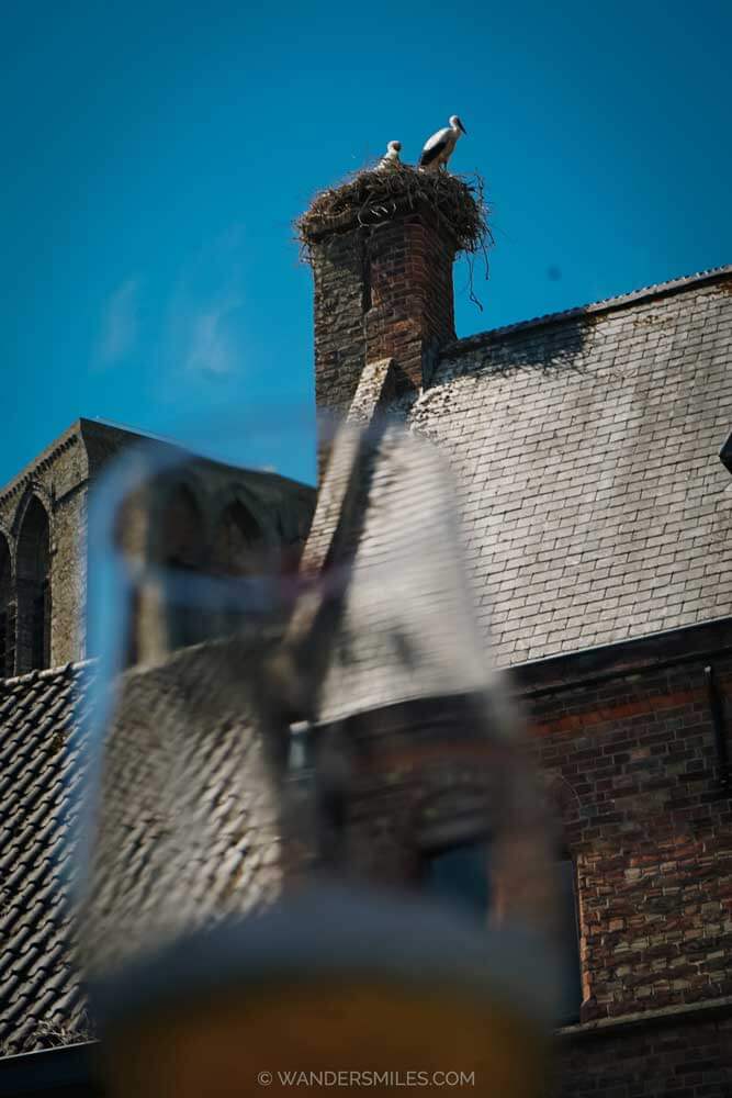 A glass of beer being held up against the view of two storks on a nest on a chimney in Damme, Belgium.