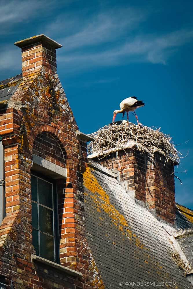 A stork stood on a nest on a chimney of a gabled house in Damme, Belgium