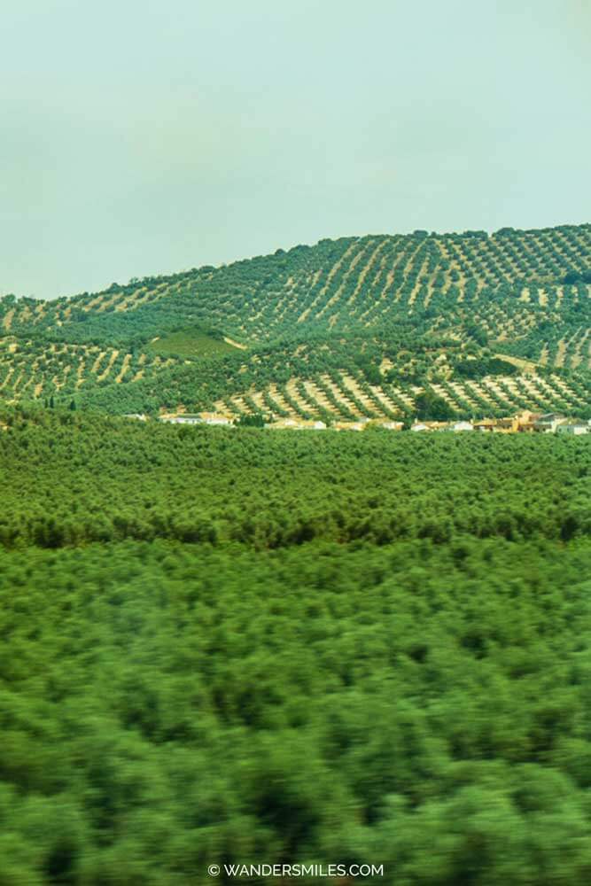Train window views of olive groves near Seville